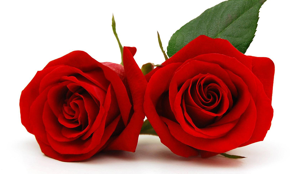 Distribution Roses - Allan CROFFT : Saint-Quentin, Picardie, Nord