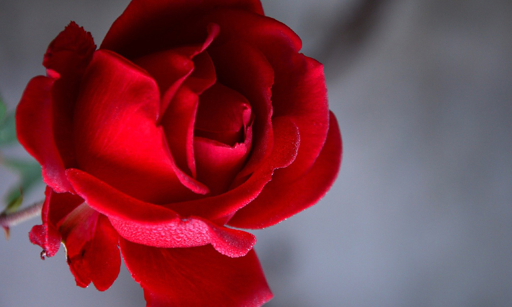 Distribution Roses - Allan CROFFT : Saint-Quentin, Picardie, Nord