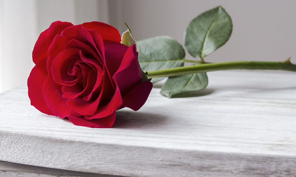 roses animation